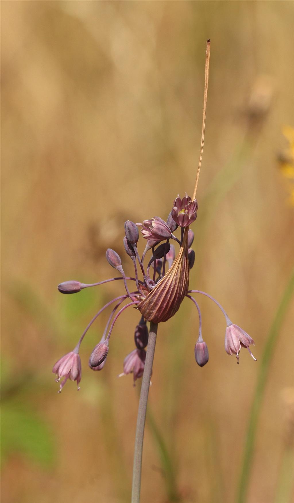 Allium carinatum (door jan katsman)