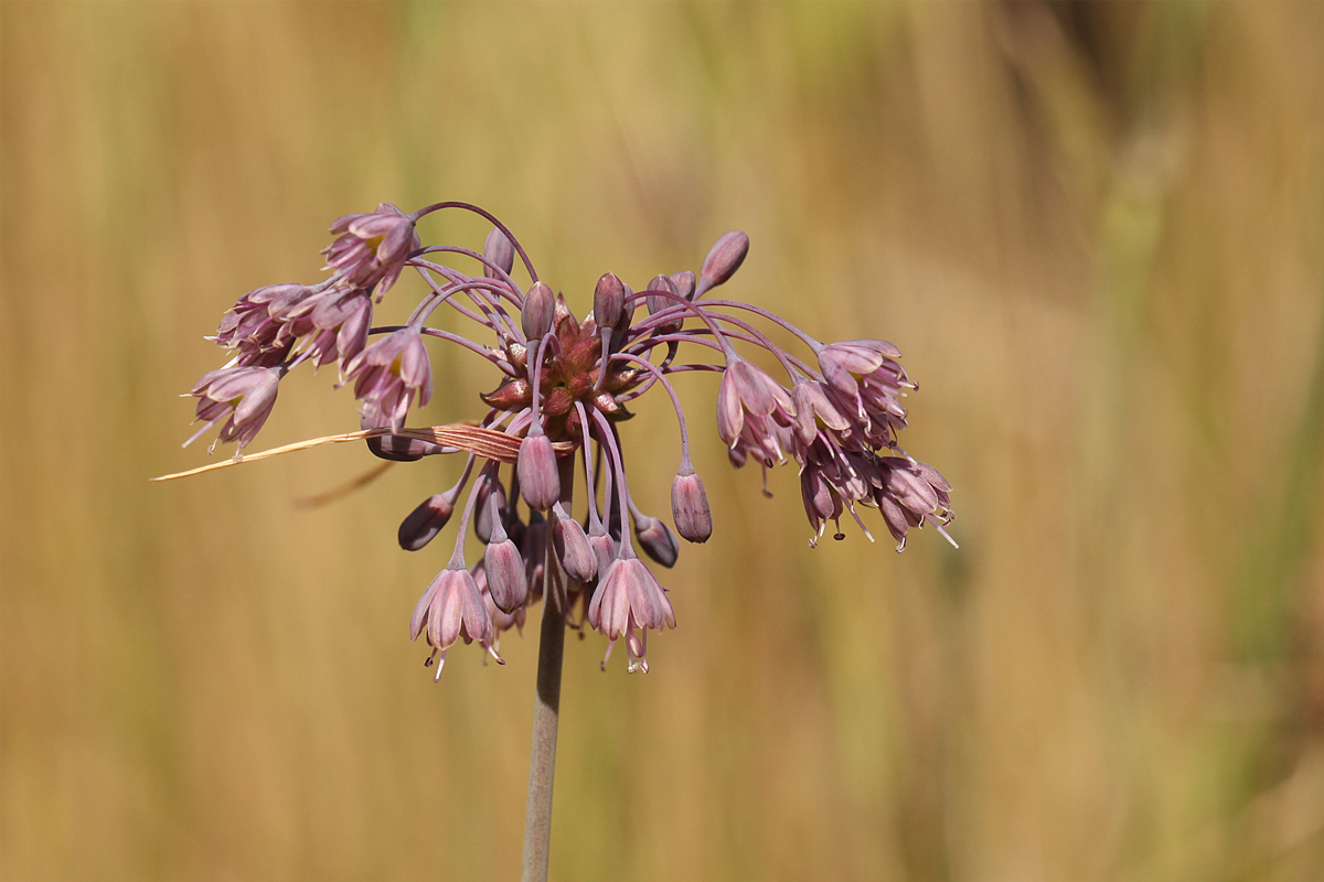 Allium carinatum (door jan katsman)