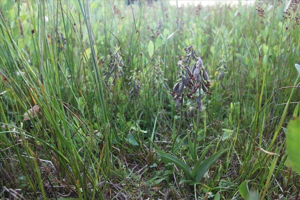 Epipactis palustris (door Laurens Sparrius)