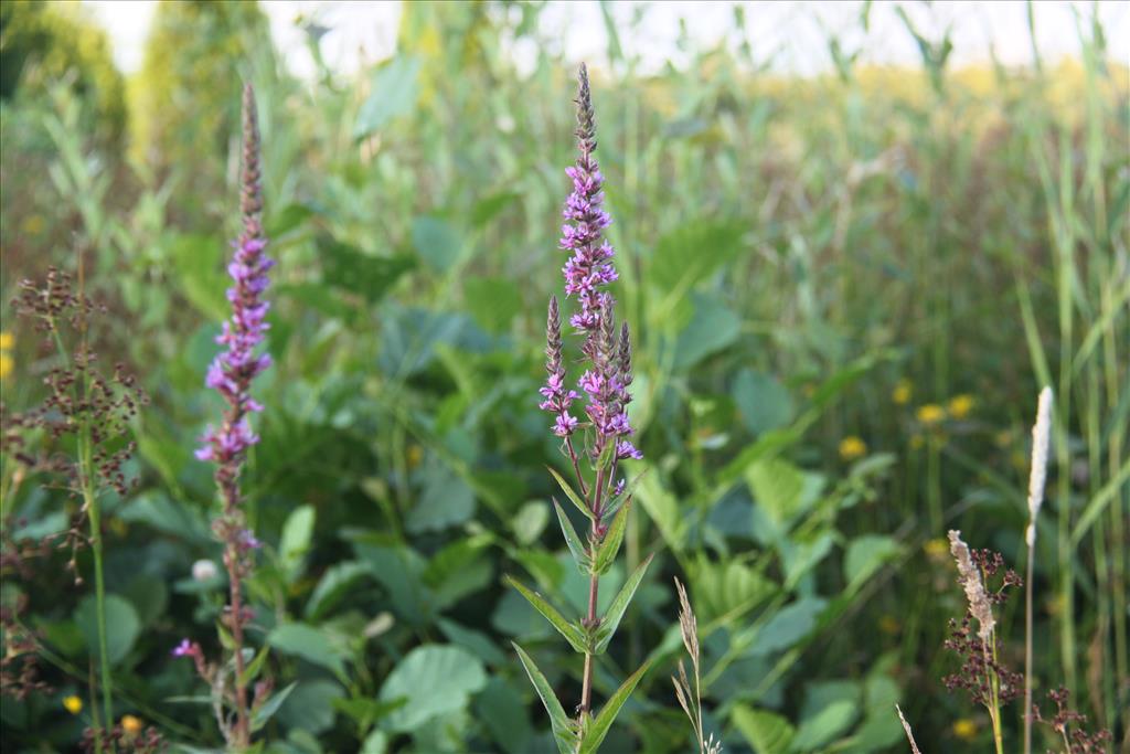 Lythrum salicaria (door Laurens Sparrius)