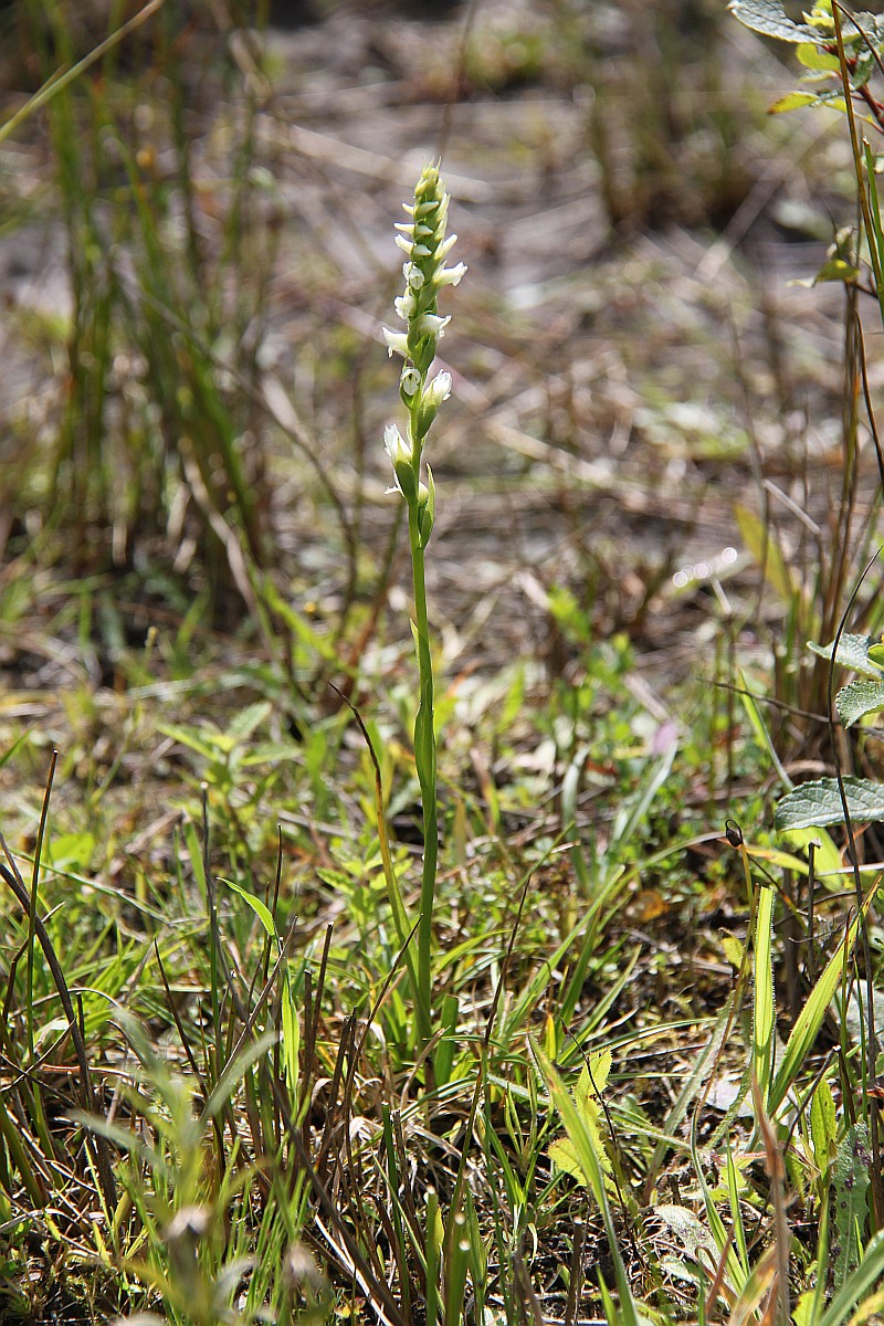 Spiranthes romanzoffiana (door Laurens Sparrius)