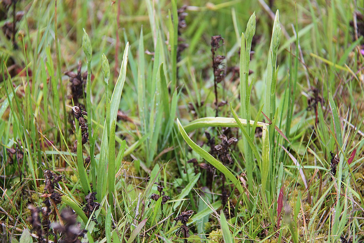 Spiranthes cernua 'Chadds Ford' x odorata (door Laurens Sparrius)