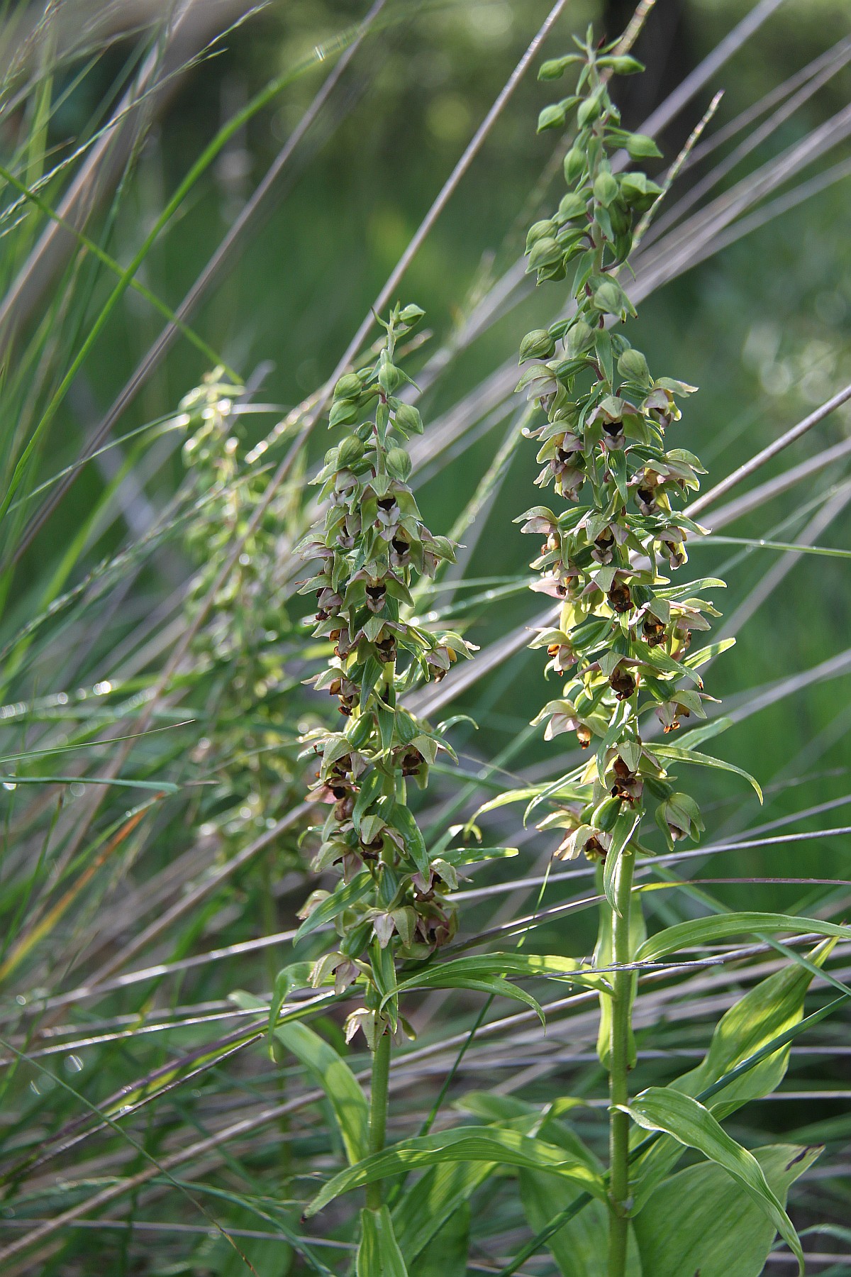 Epipactis helleborine subsp. helleborine (door Laurens Sparrius)