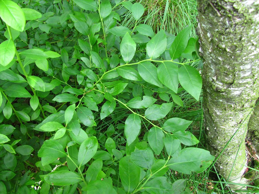 Vaccinium corymbosum (door Jan Paasman)