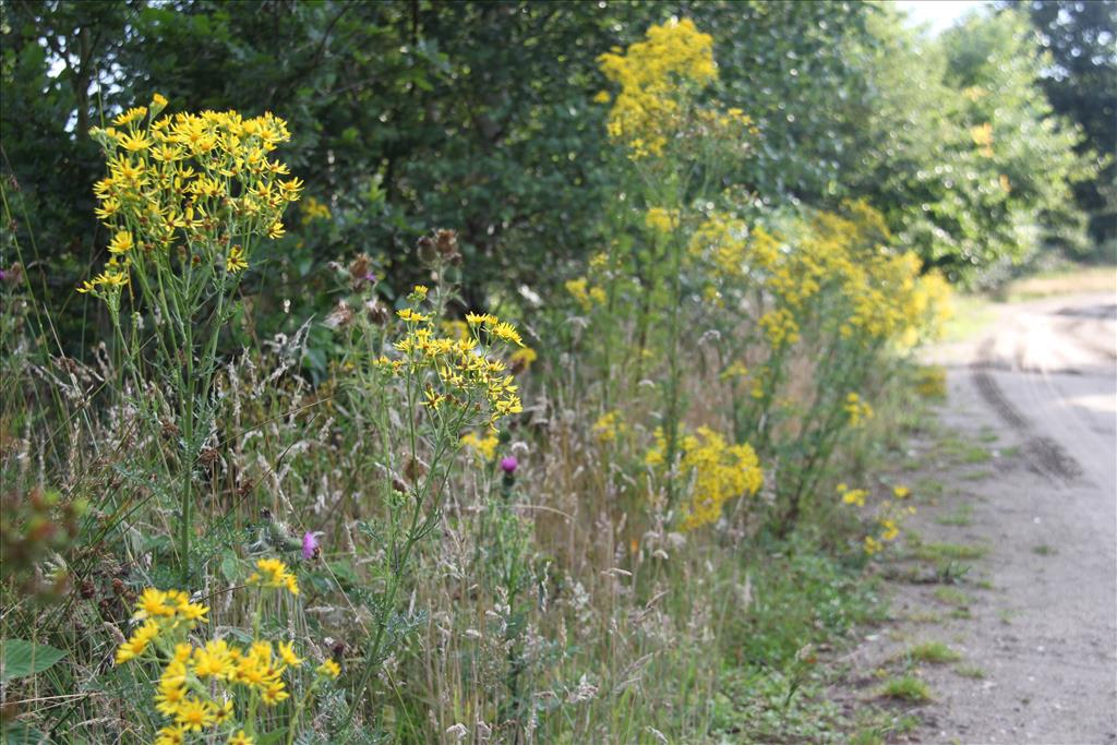 Jacobaea vulgaris subsp. vulgaris (door Laurens Sparrius)