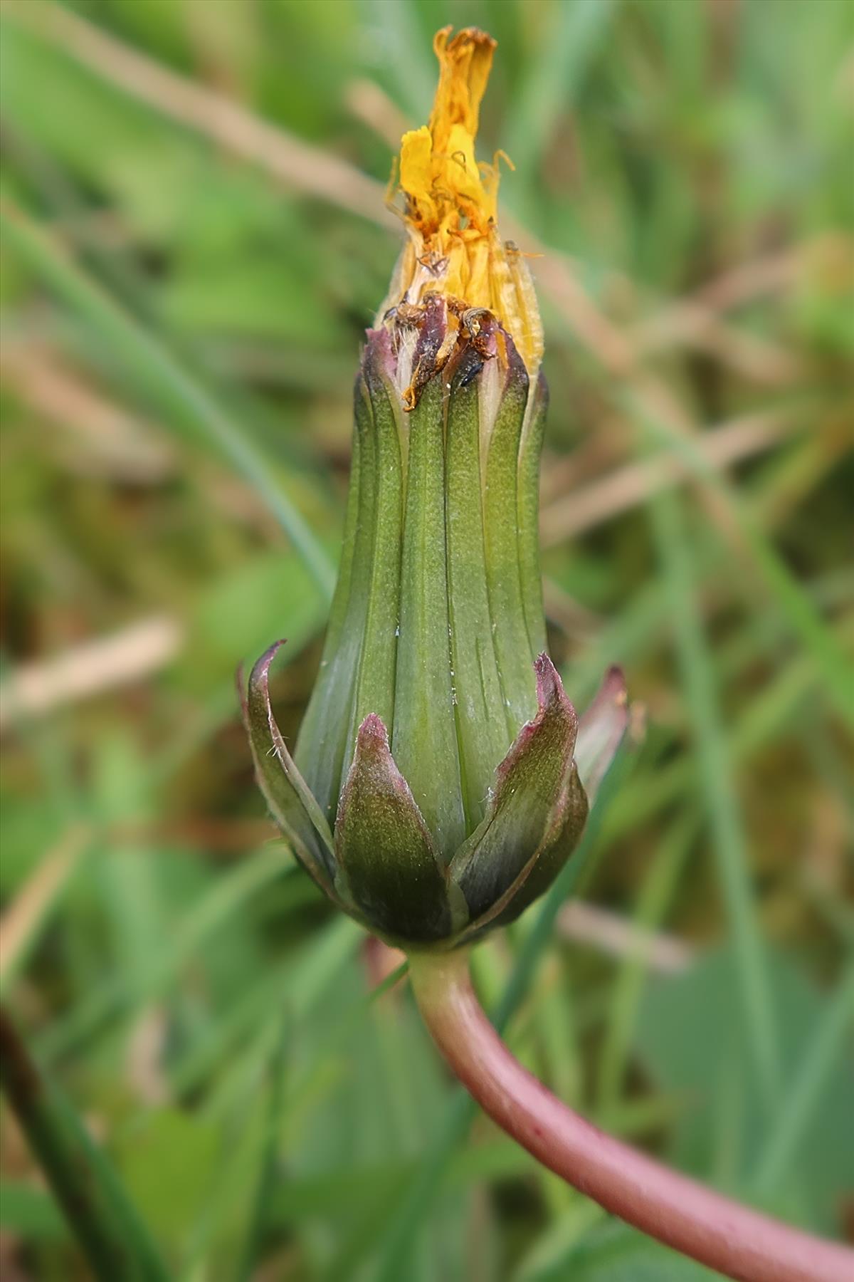 Taraxacum gelricum (door Otto Zijlstra)