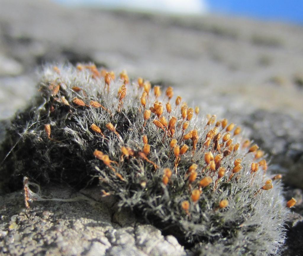 Grimmia orbicularis (door Koos van der Vaart)