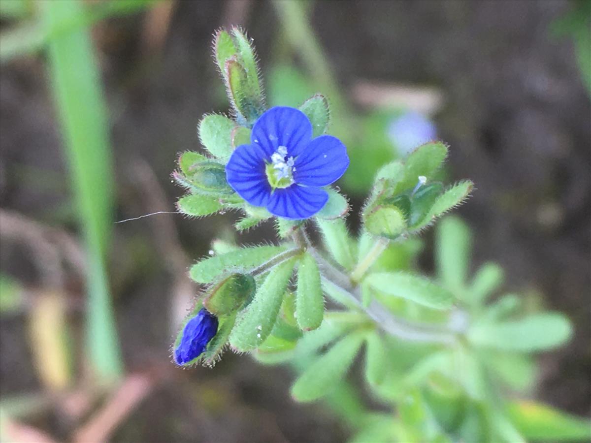 Veronica triphyllos (door Hetty Verstraaten)