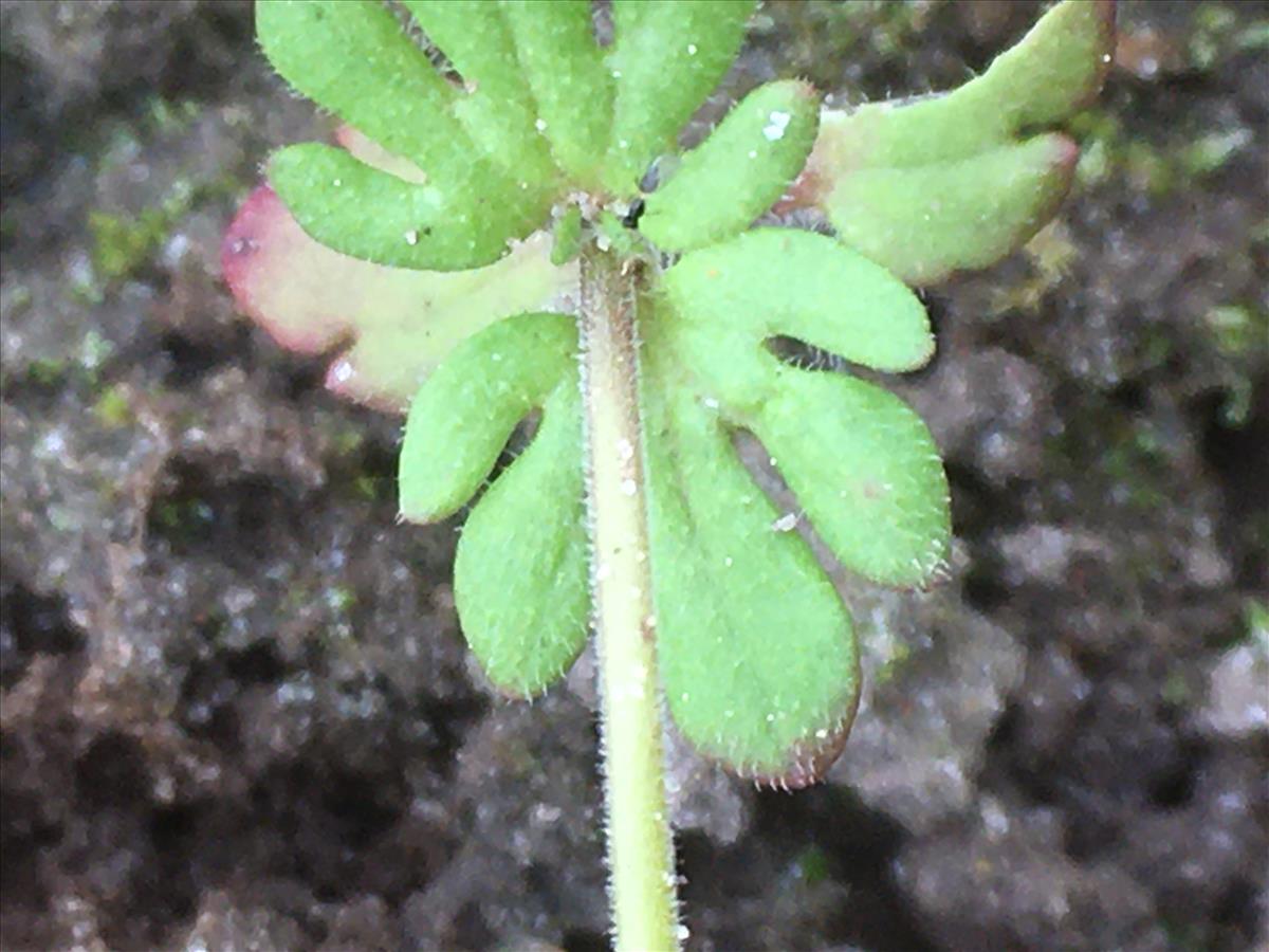 Veronica triphyllos (door Hetty Verstraaten)