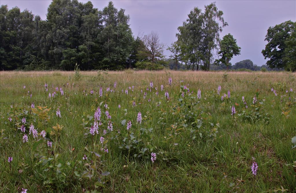 Dactylorhiza maculata (door Jelle Hofstra)