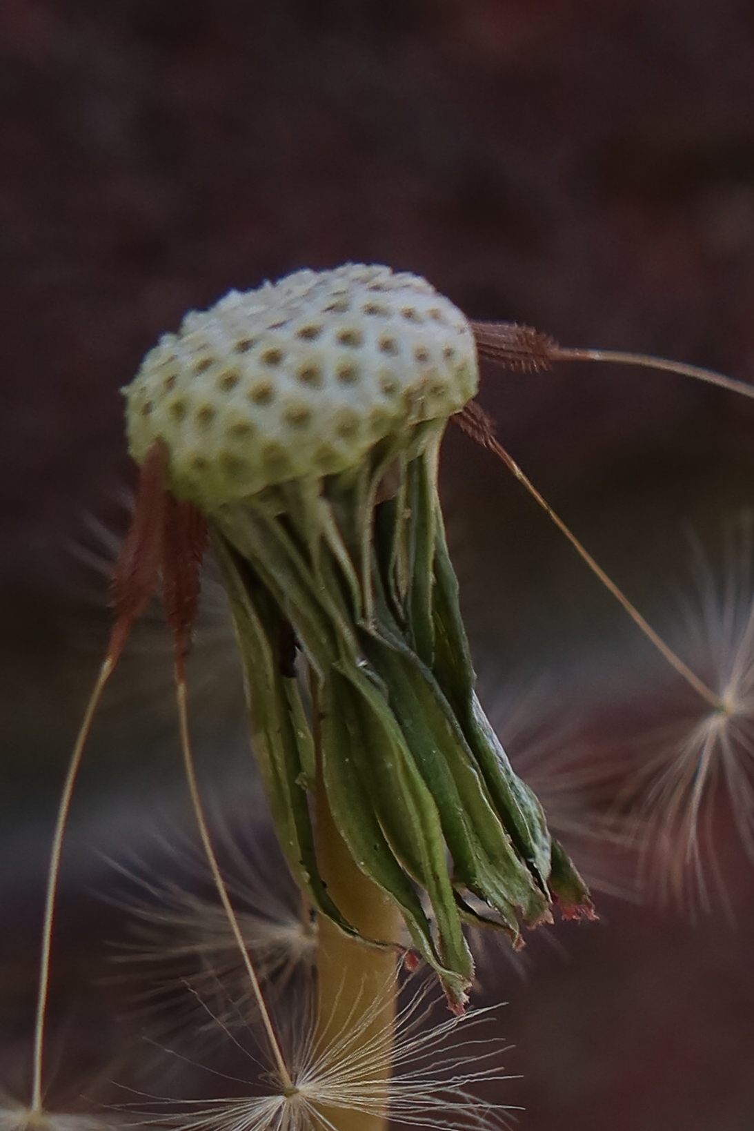 Taraxacum proximum (door Otto Zijlstra)