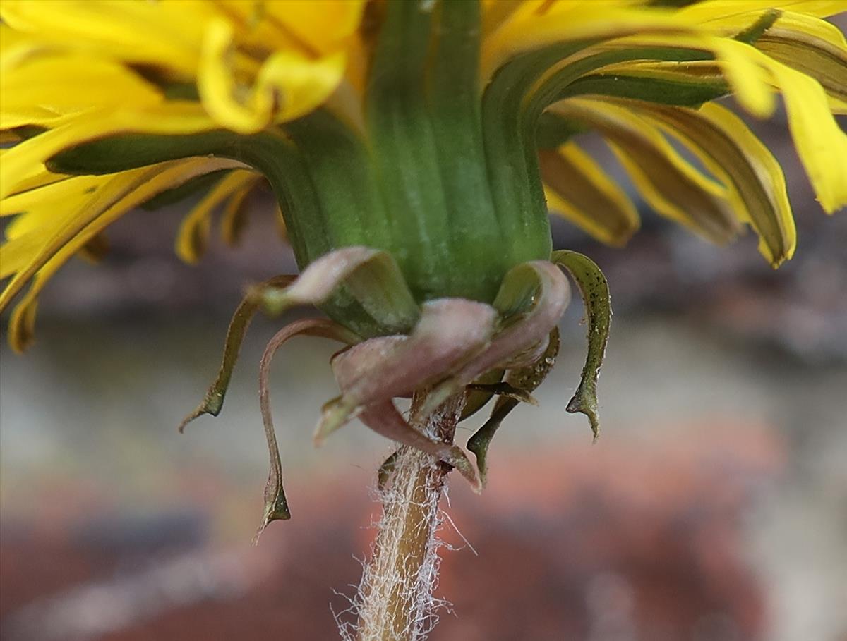 Taraxacum proximum (door Otto Zijlstra)