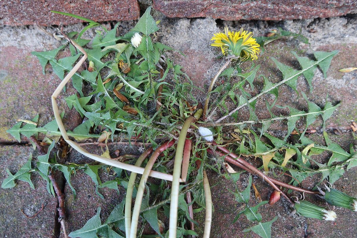 Taraxacum proximum (door Otto Zijlstra)