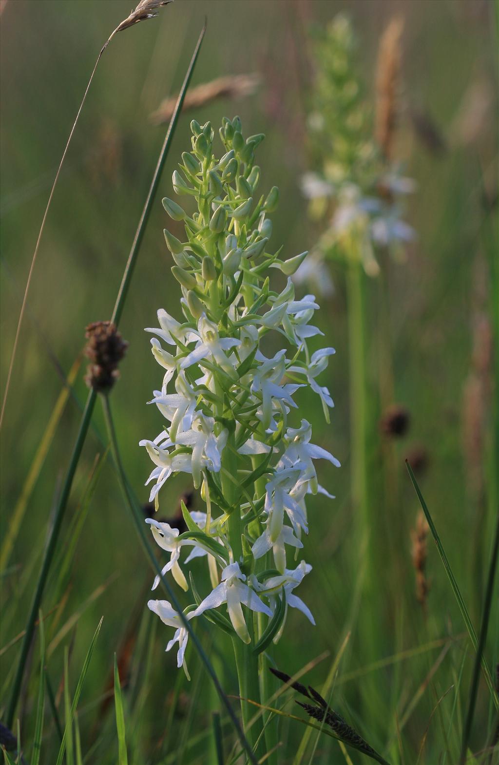 Platanthera bifolia (door Edwin de Weerd)