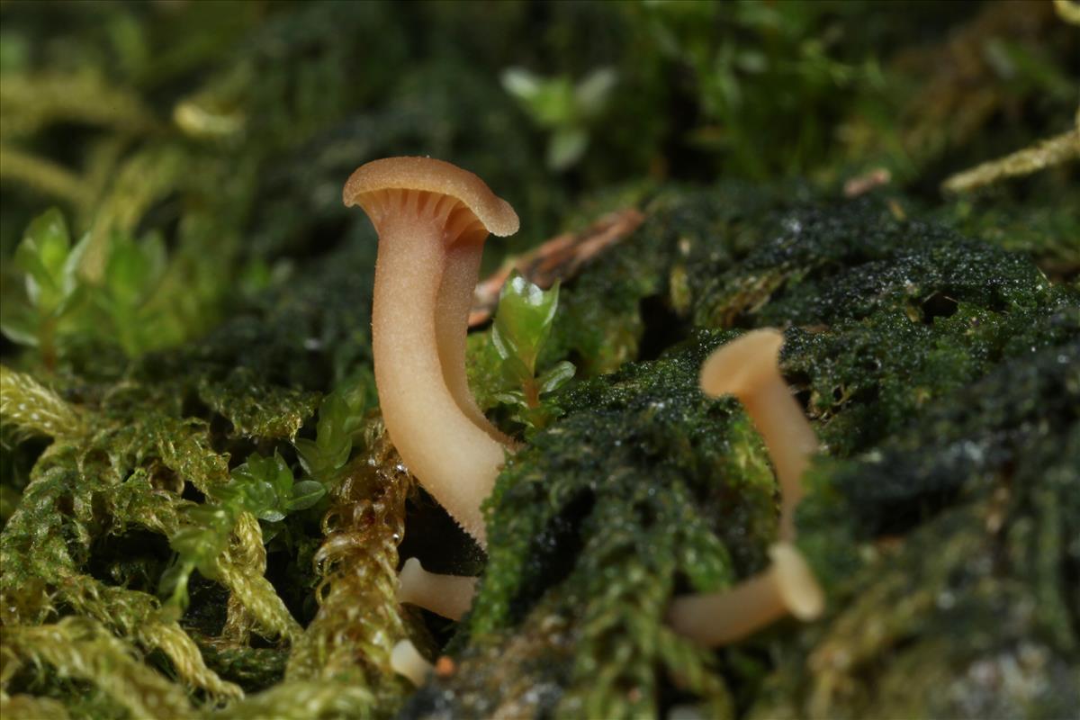 Lichenomphalia ericetorum (door Brian Pater)