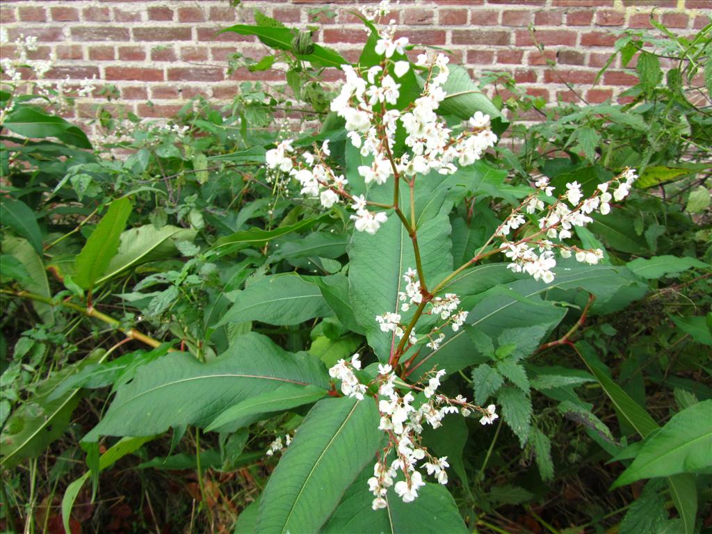 Persicaria wallichii (door Jan Paasman)