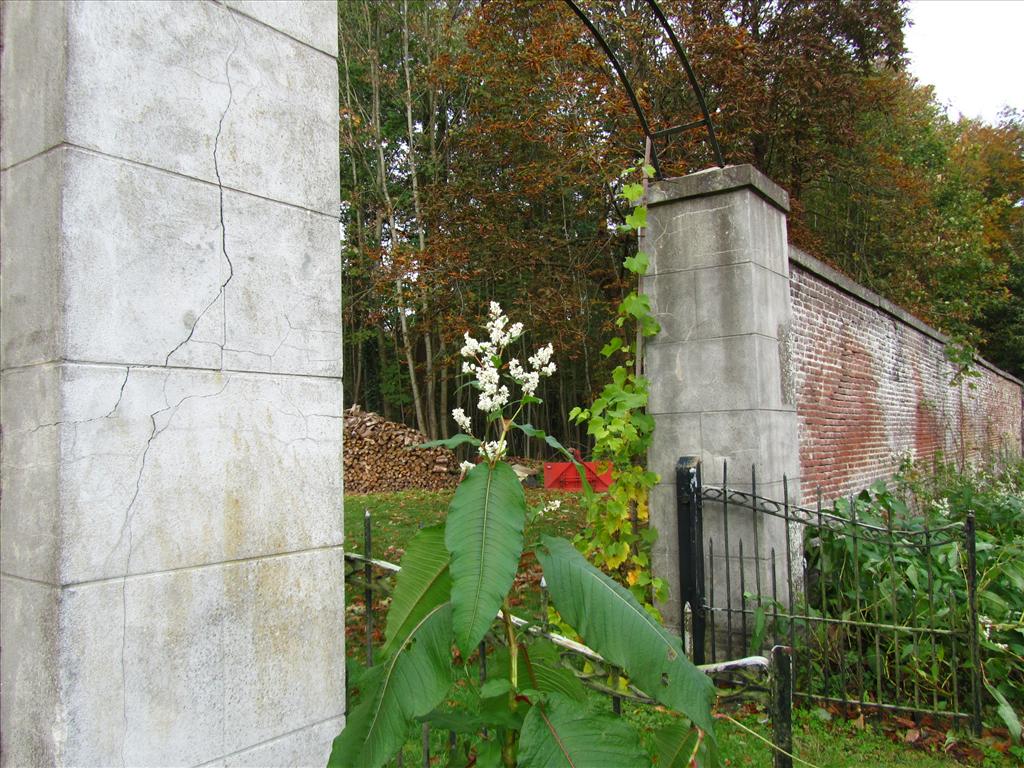 Persicaria wallichii (door Jan Paasman)