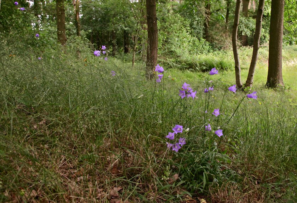 Campanula persicifolia (door Jelle Hofstra)