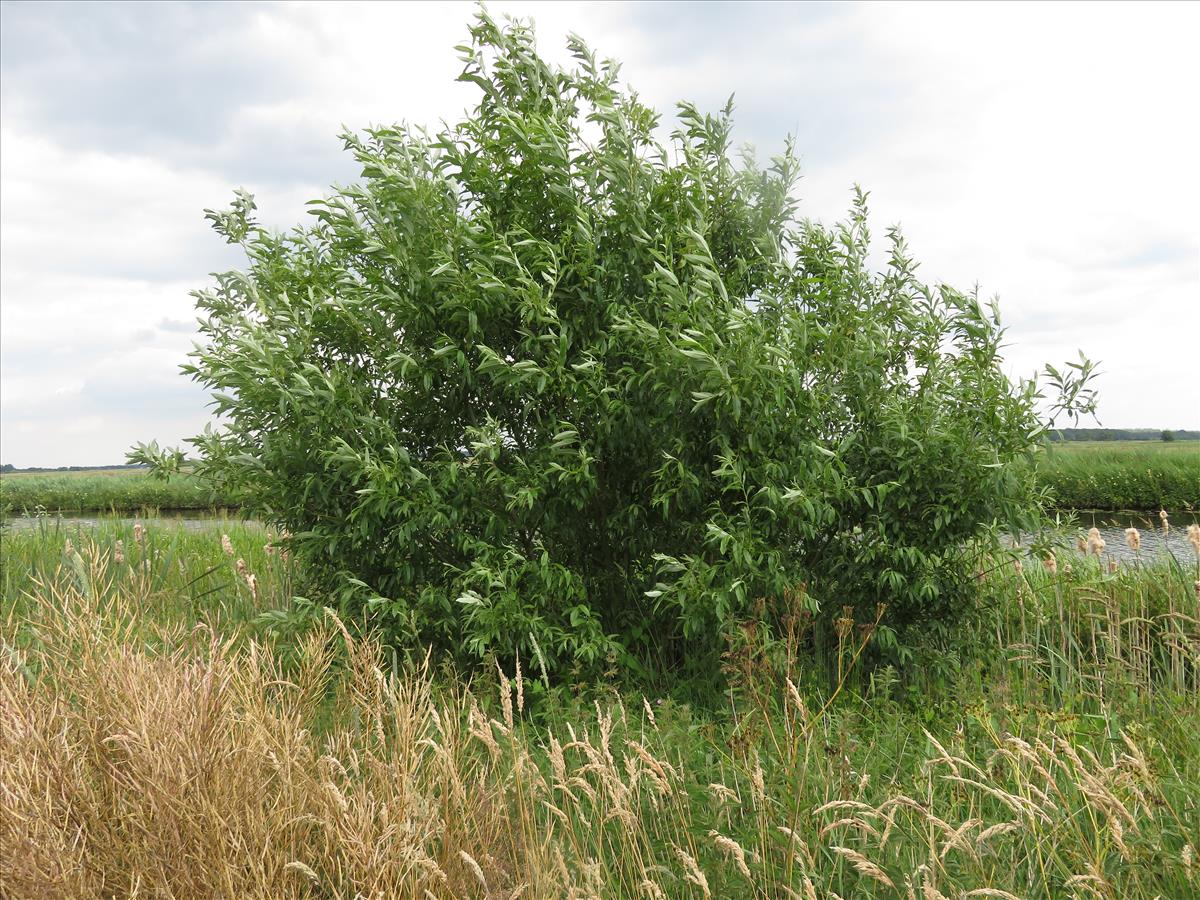 Salix x sericans (door Frank van Gessele)