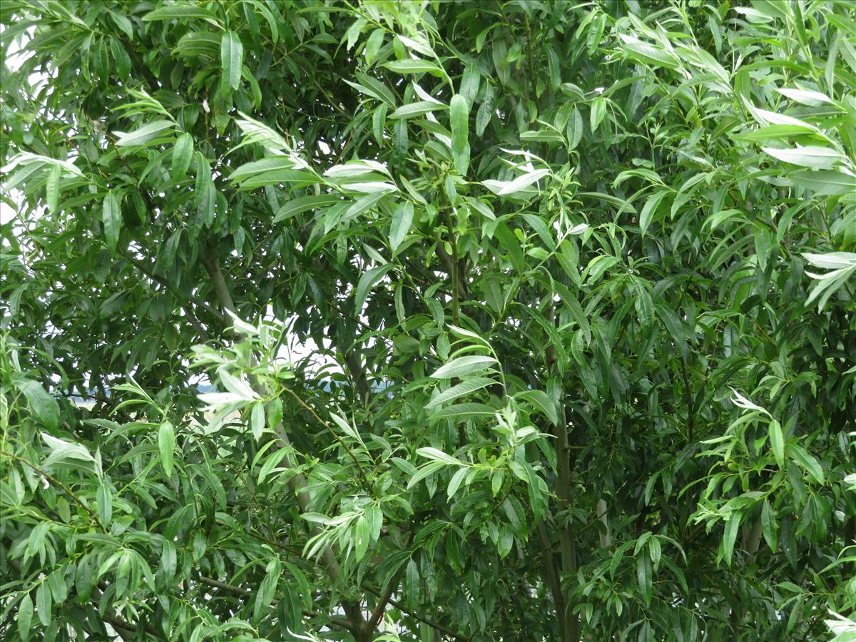 Salix x sericans (door Frank van Gessele)