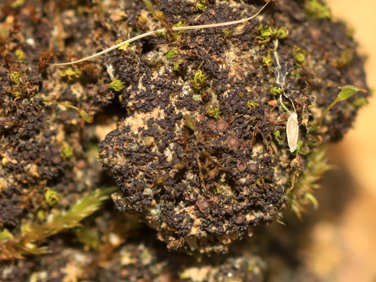 Scytinium tenuissimum (door Ruud van Middelkoop)