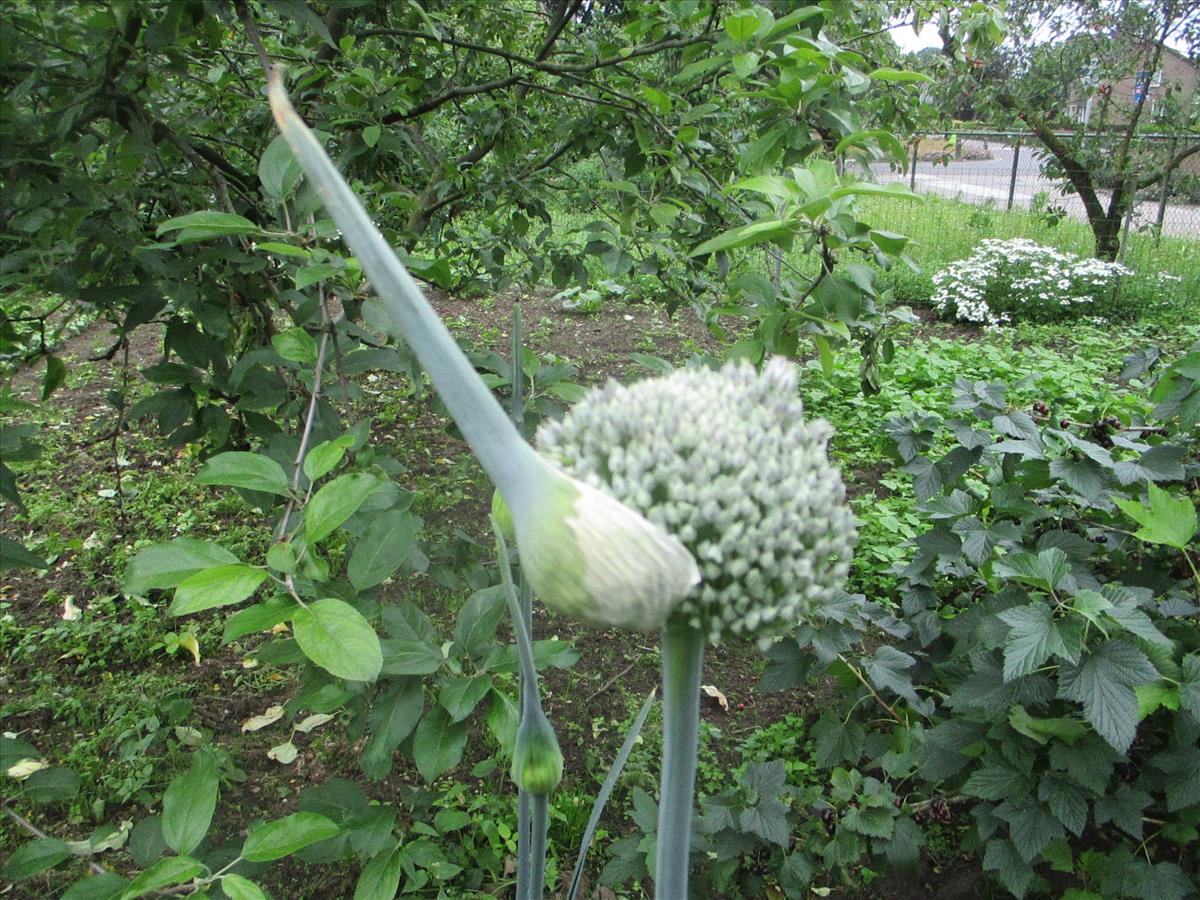 Allium ampeloprasum (door Toon Verrijdt)