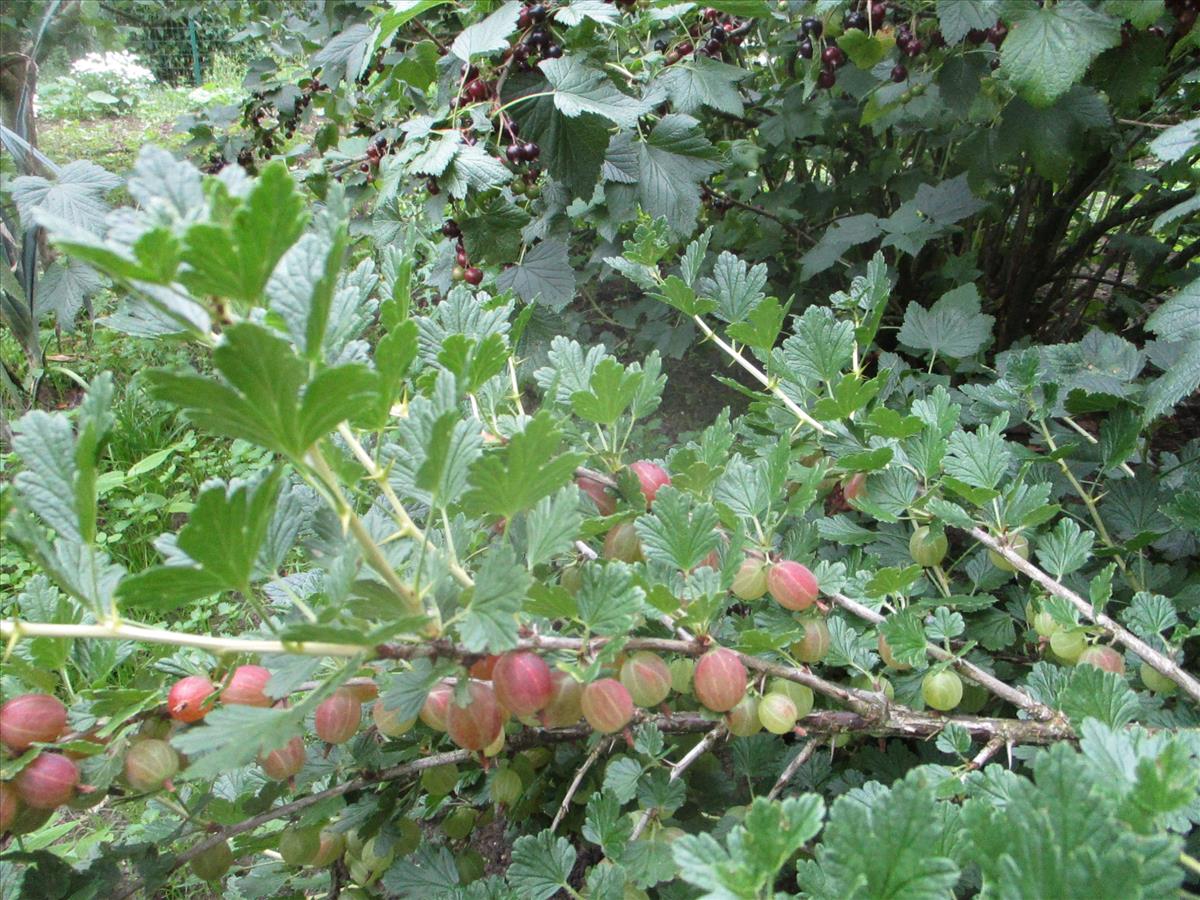 Ribes uva-crispa (door Toon Verrijdt)