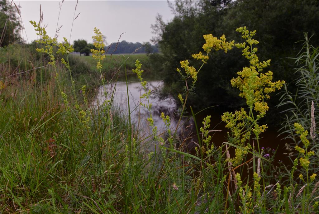 Galium verum (door Jelle Hofstra)