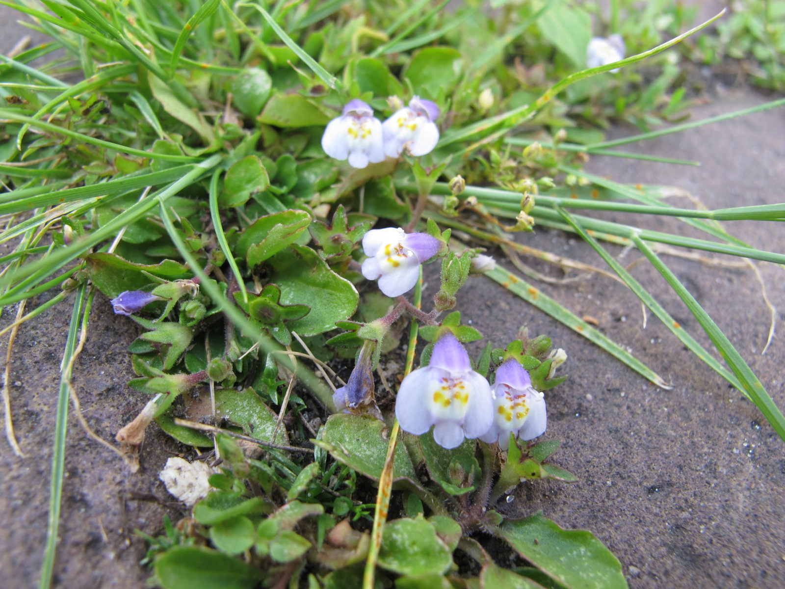 Mazus pumilus (door Thea Spruijt)