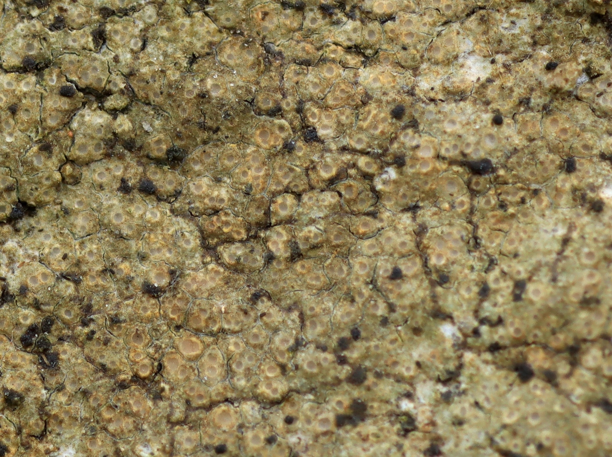 Hymenelia ceracea (door Ruud van Middelkoop)