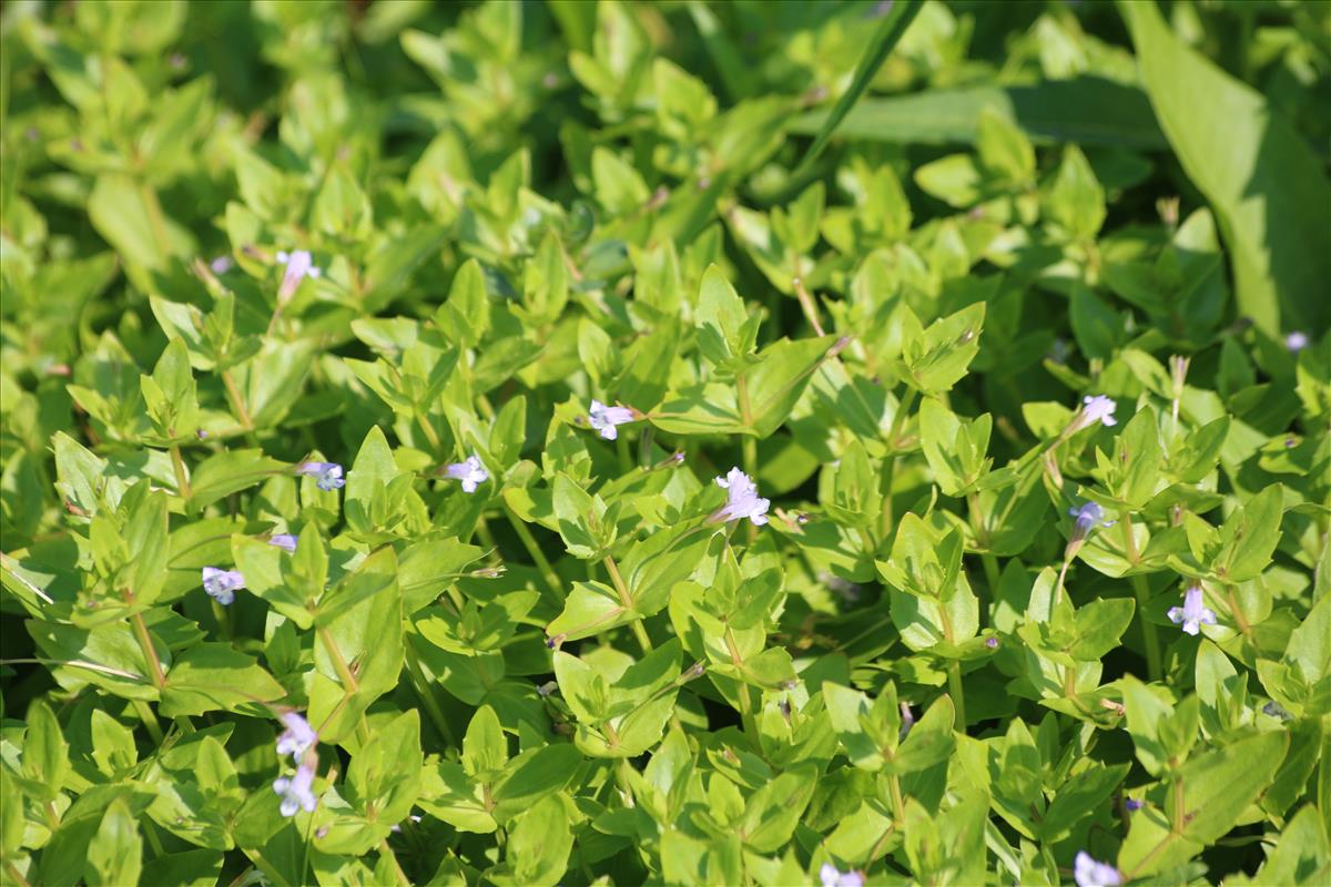 Lindernia dubia (door Stef van Walsum)