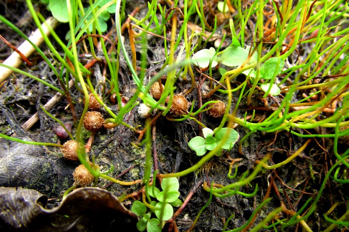 Pilularia globulifera (door Joke Schaminée-Sluis)