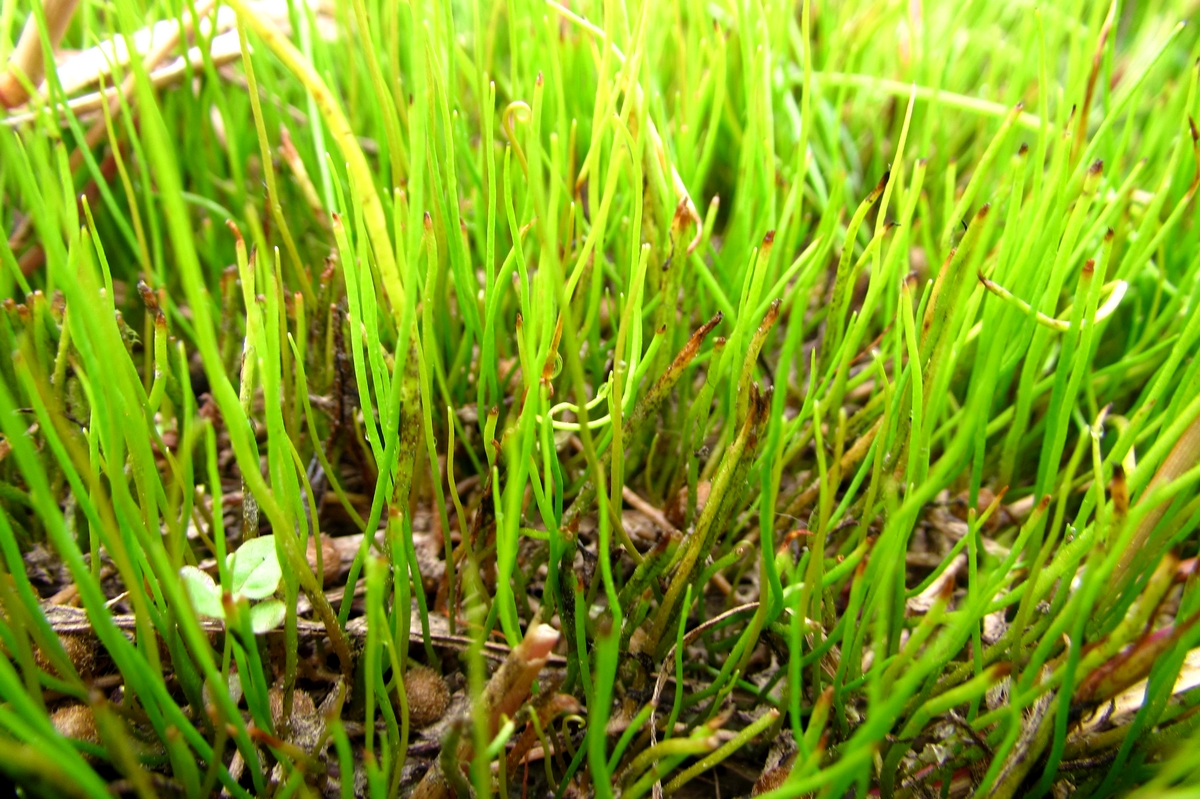 Pilularia globulifera (door Joke Schaminée-Sluis)