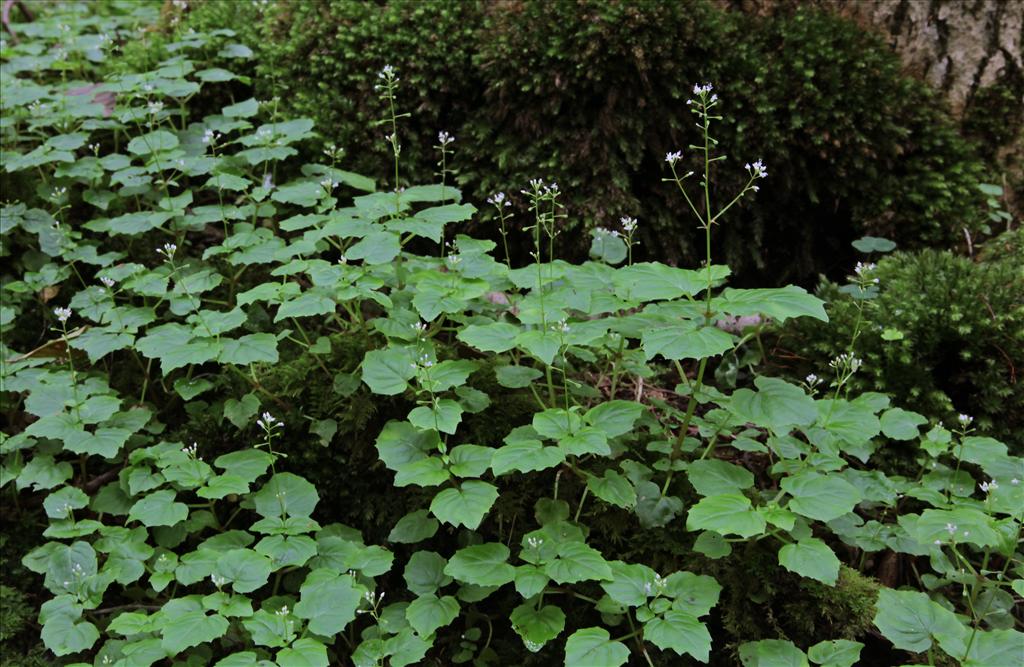 Circaea alpina (door Jelle Hofstra)