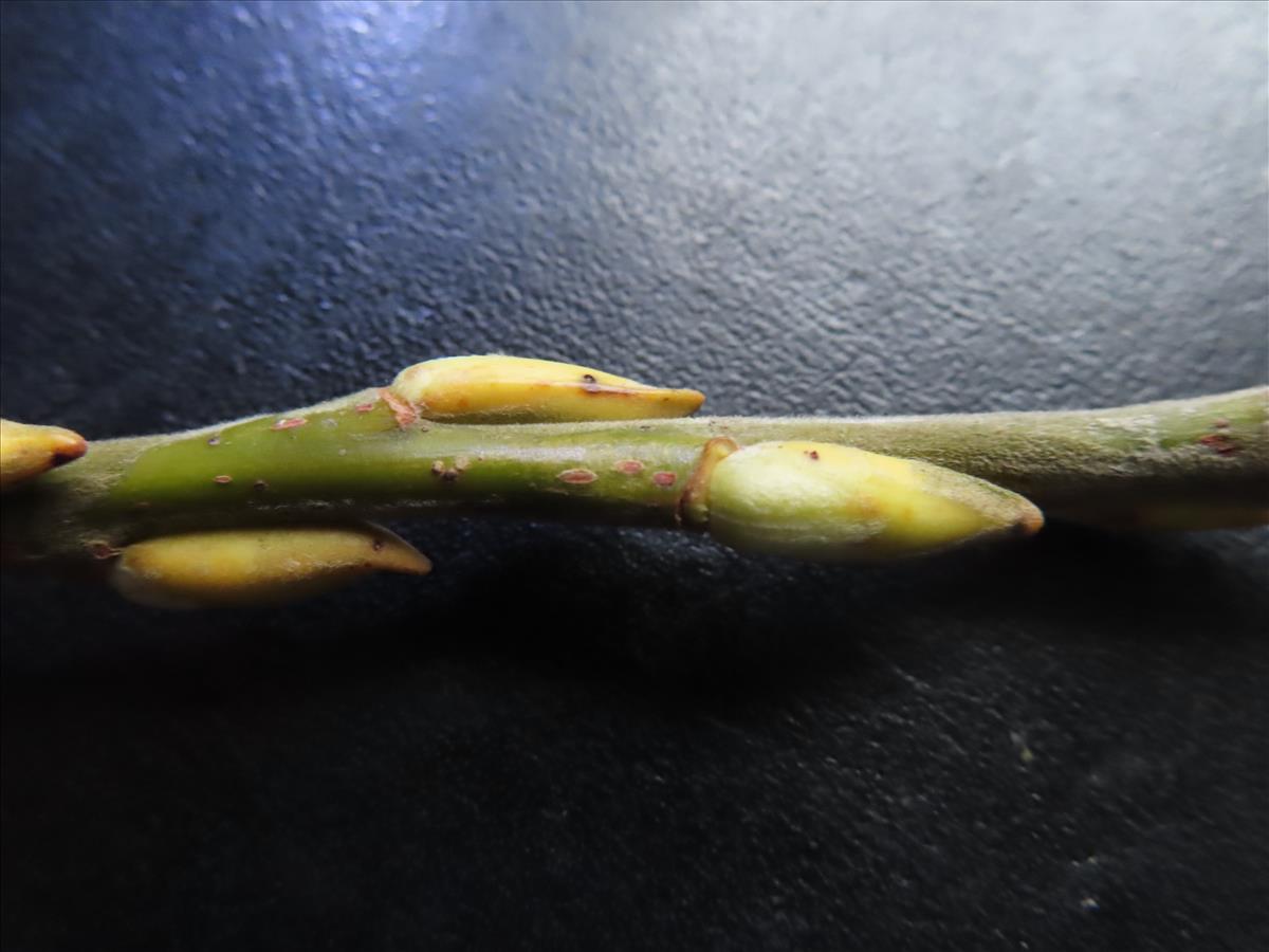 Salix x sericans (door Frank van Gessele)