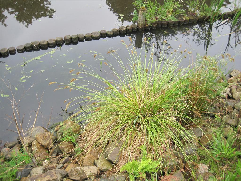 Carex paniculata subsp. paniculata (door Grada Menting)