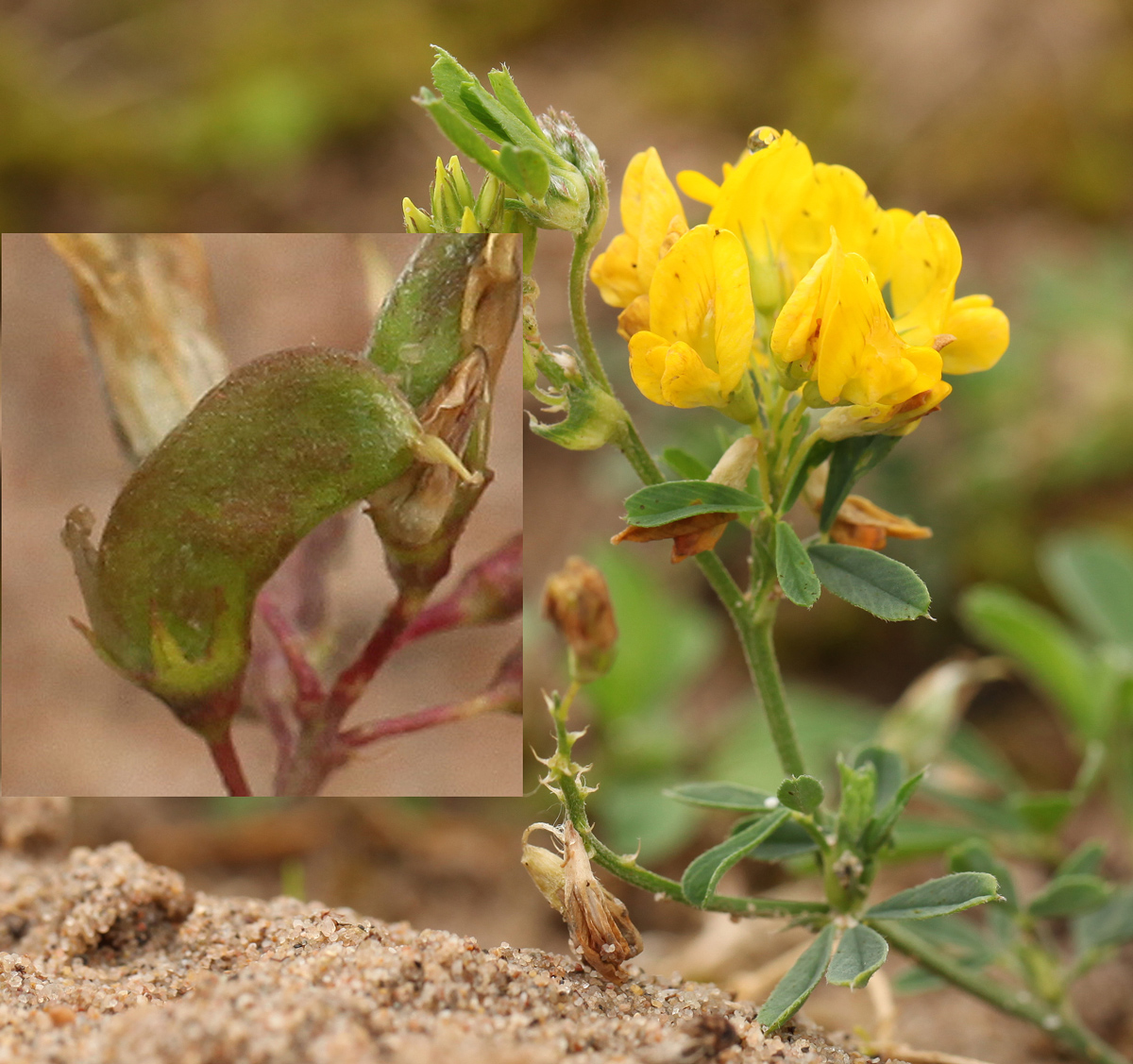 Medicago falcata (door jan katsman)