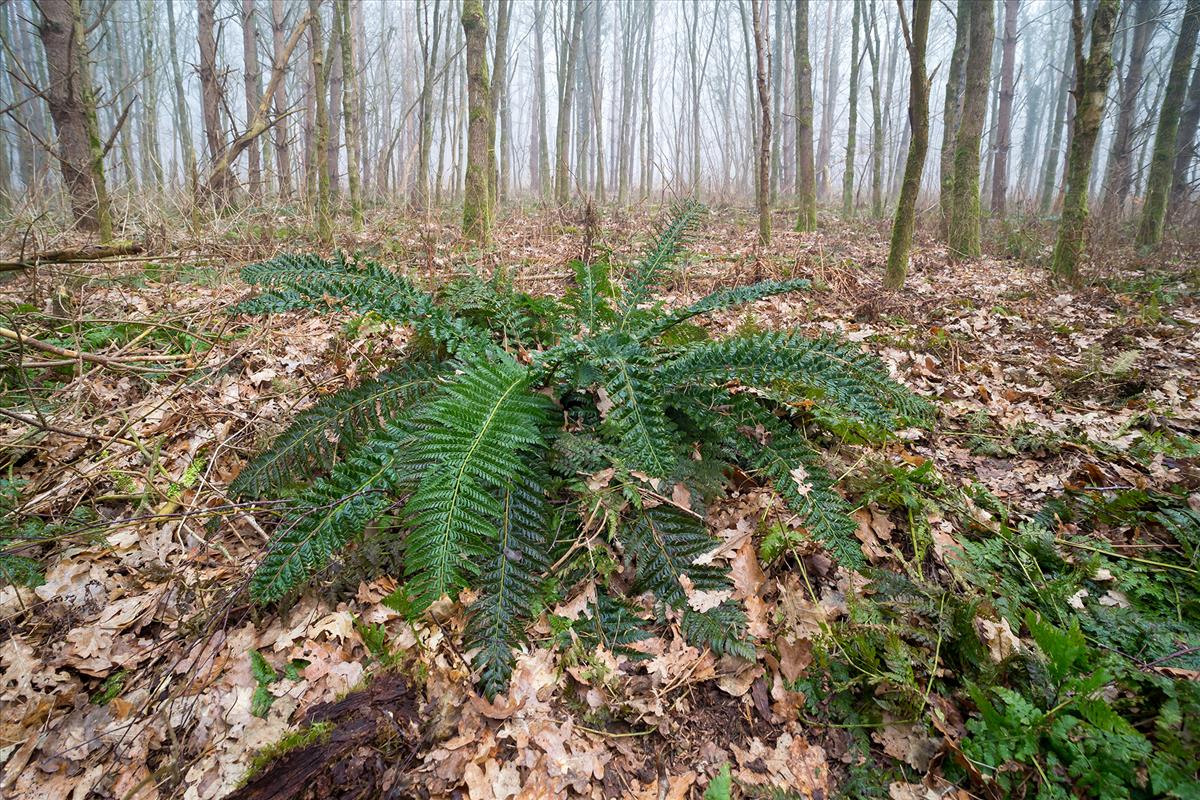 Polystichum aculeatum (door Bert Blok)