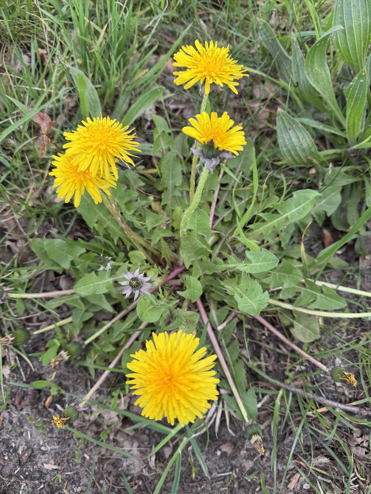 Taraxacum polyodon (door Jelle Hofstra)