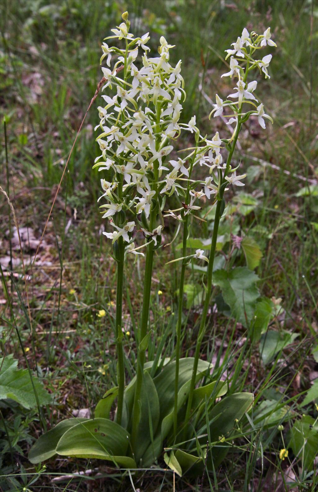 Platanthera bifolia (door Jelle Hofstra)