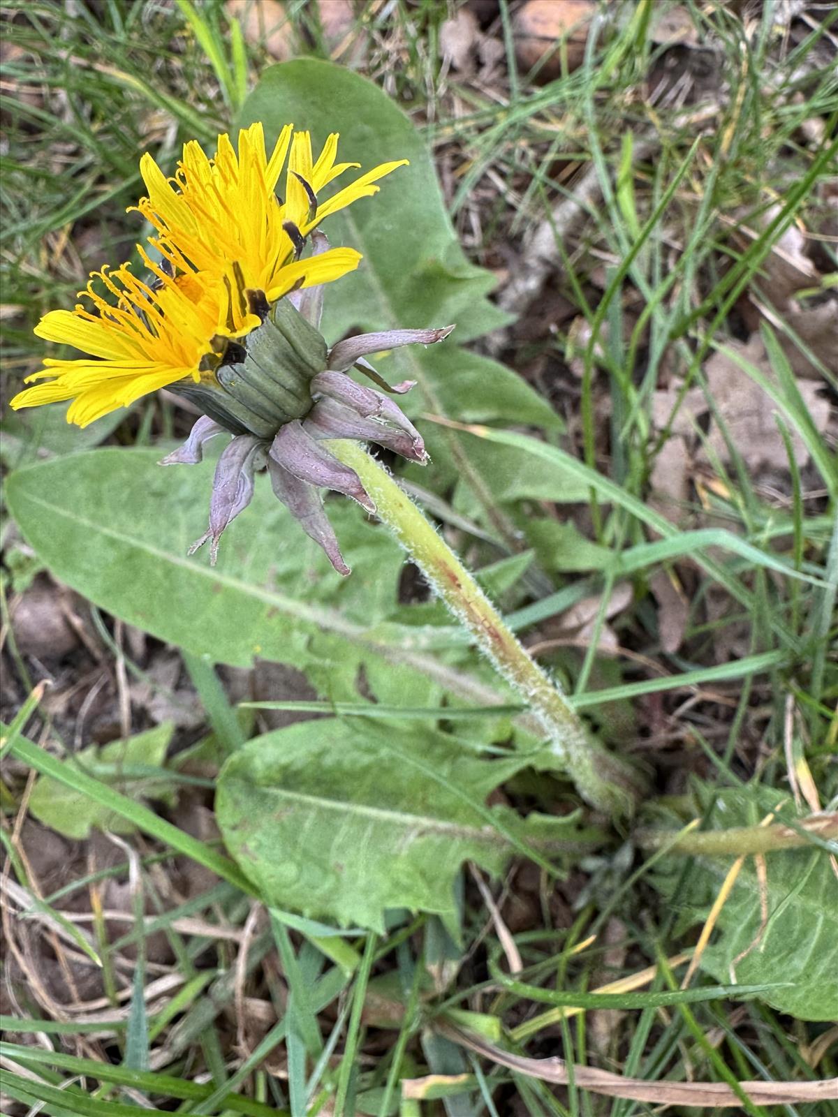 Taraxacum polyodon (door Jelle Hofstra)
