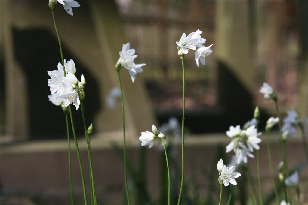 Allium zebdanense (door Gerrit Hendriksen)