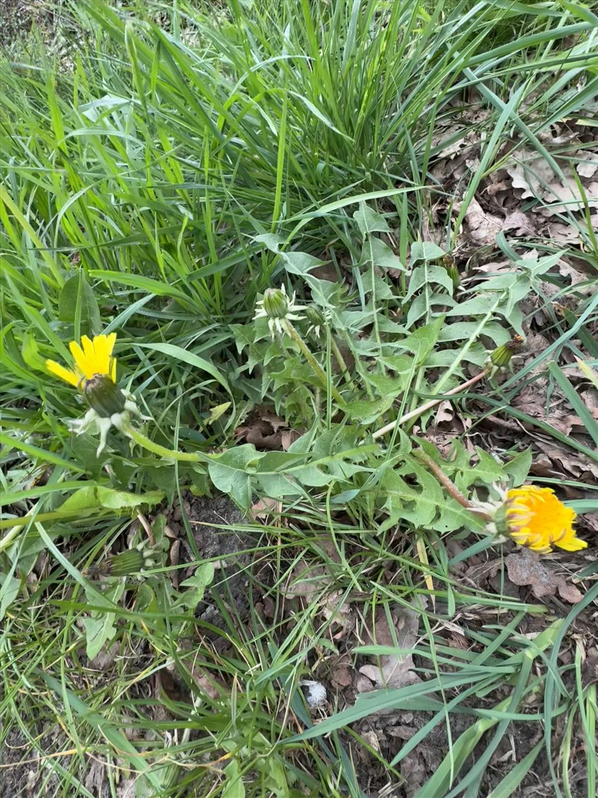 Taraxacum lingulatum (door Jelle Hofstra)