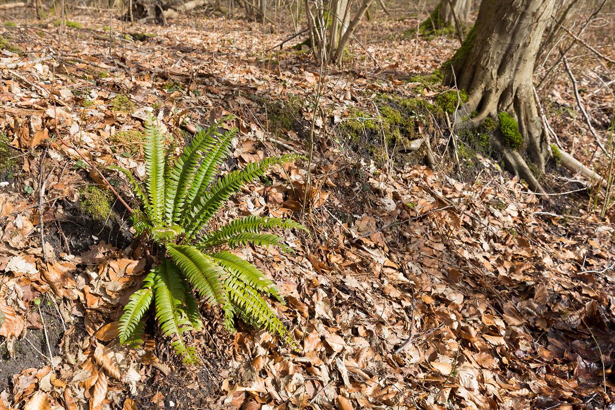 Polystichum lonchitis (door Bert Blok)