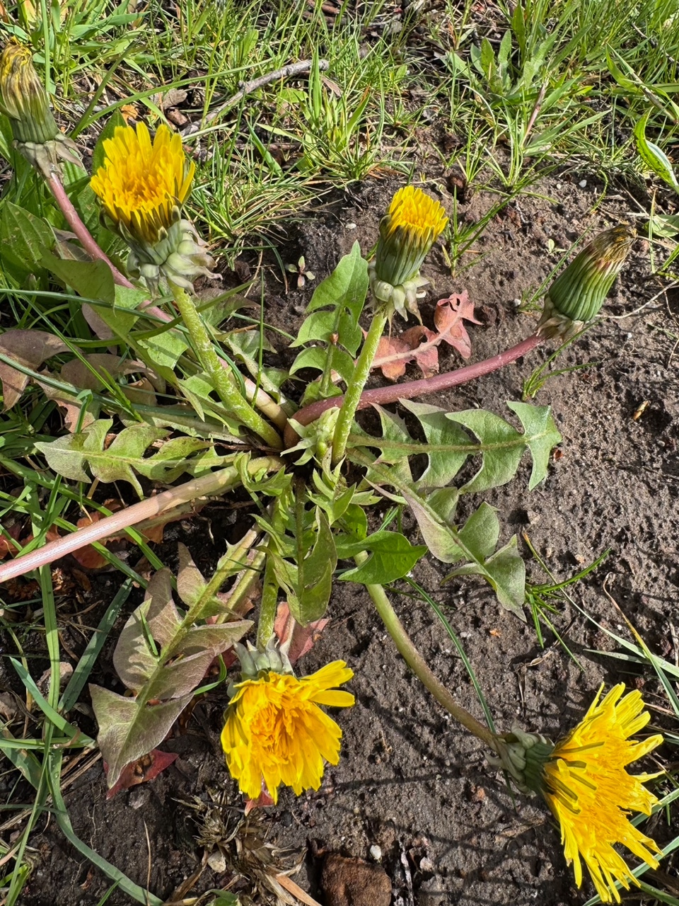 Taraxacum lingulatum (door Jelle Hofstra)