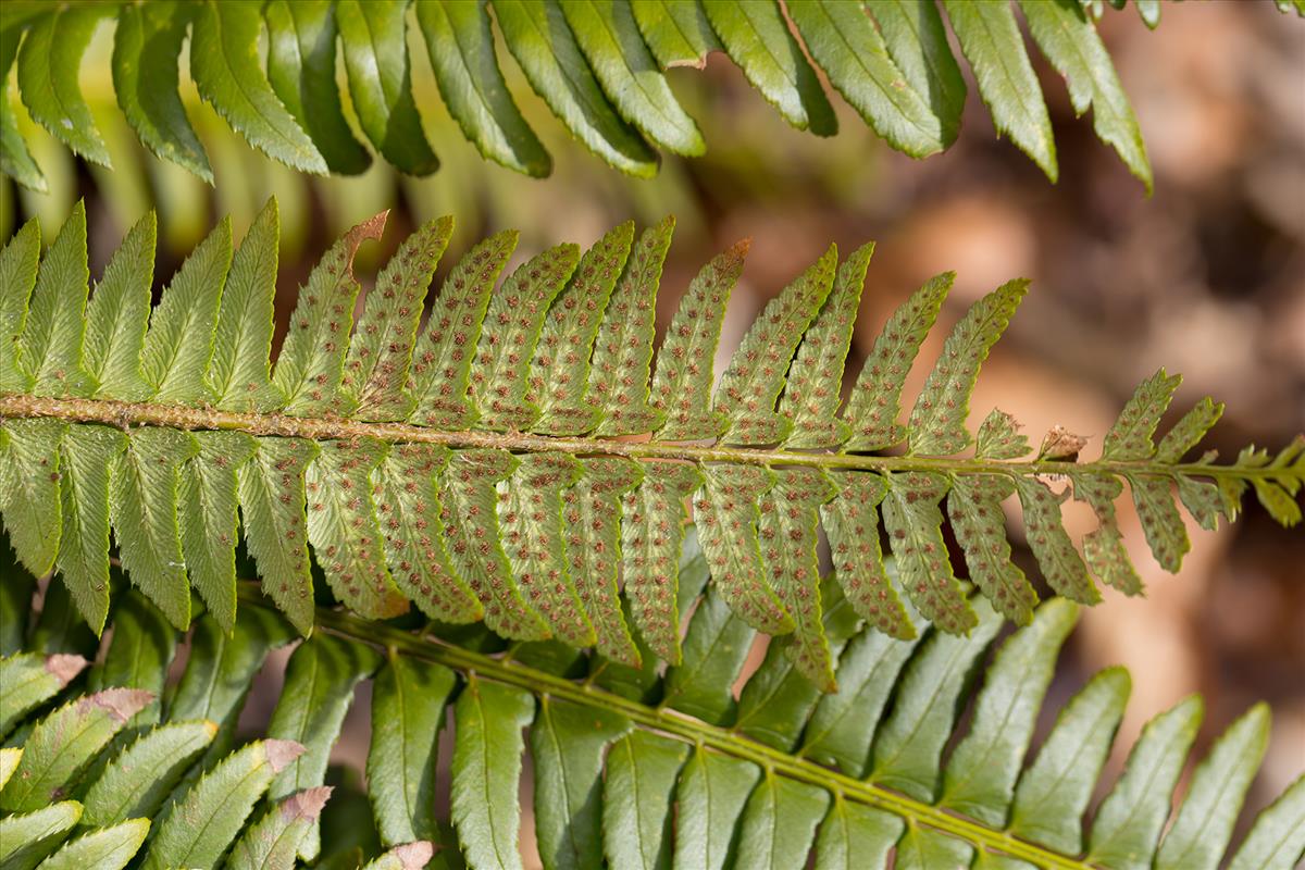 Polystichum lonchitis (door Bert Blok)