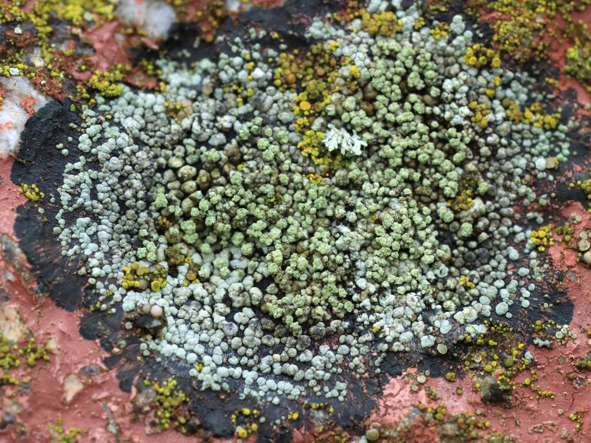 Rinodina aspersa (door Ruud van Middelkoop)