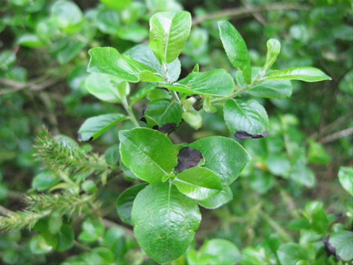 Salix myrsinifolia (door Sipke Gonggrijp)