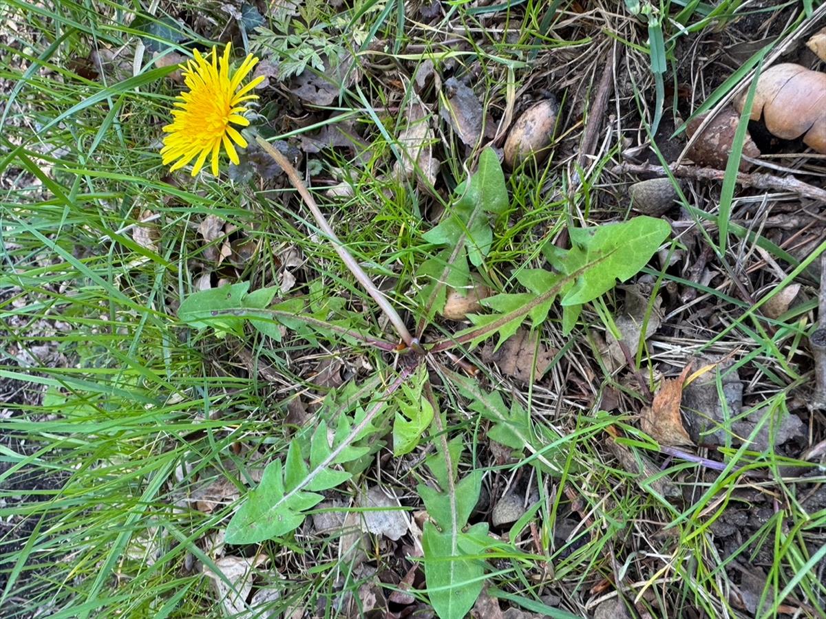 Taraxacum lucidiforme (door Jelle Hofstra)