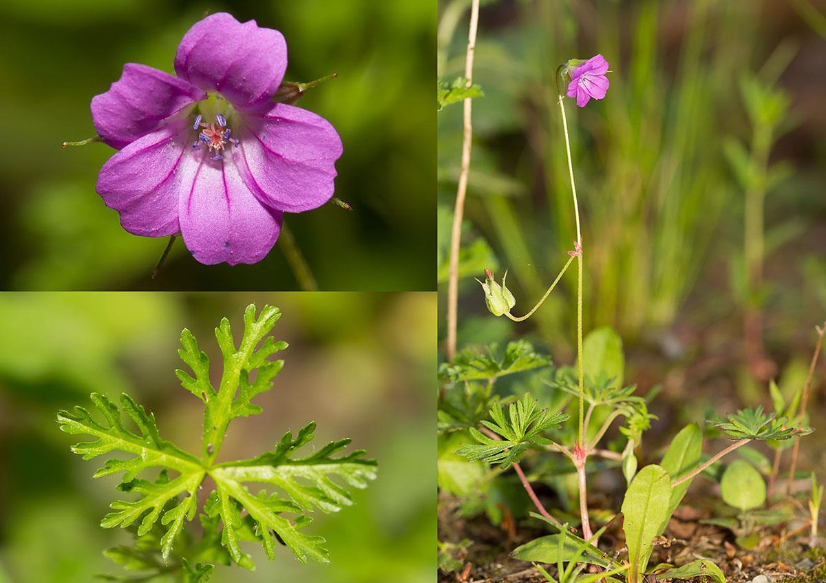 Geranium columbinum (door Bert Blok)